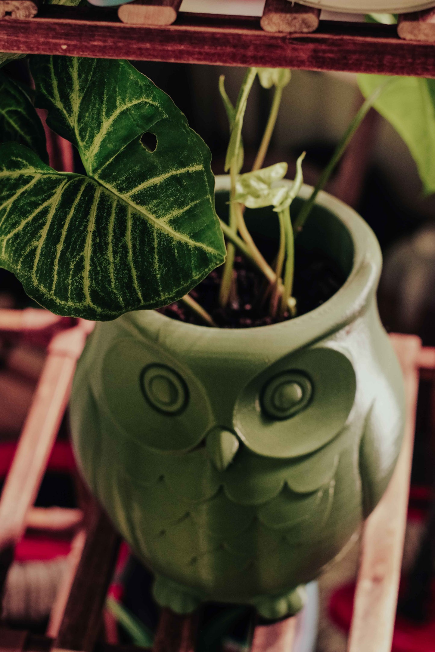 Large Owl Planter – Wise, Whimsical & Ready to Plant!