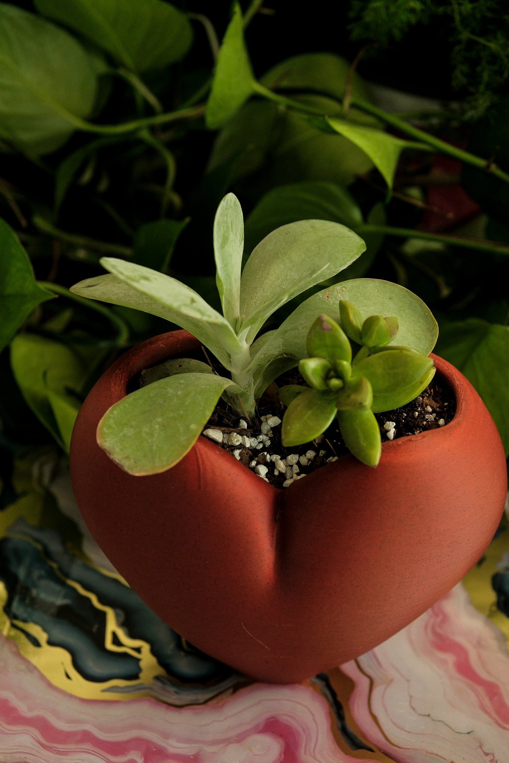 heart shaped planter pot Heart Planter – 3D Printed Anatomical-Inspired Pot for Succulents & He